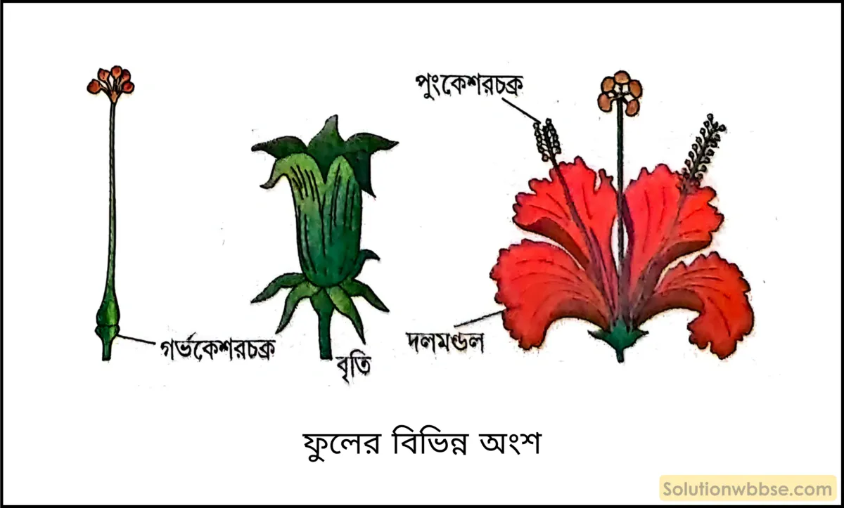 একটি আদর্শ ফুলের বিভিন্ন অংশগুলির বিবরণ চিহ্নিত চিত্রের সাহায্যে ব্যাখ্যা করো। 2 ফুলের বিভিন্ন অংশ