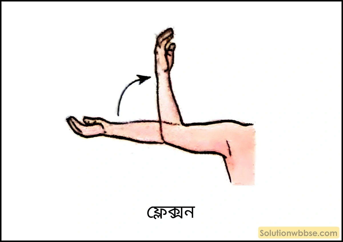 ফ্লেক্সন এবং এক্সটেনশন পেশি কাকে বলে? ফ্লেক্সন এবং এক্সটেনশনের মধ্যে পার্থক্য 2 ফ্লেক্সন পেশি