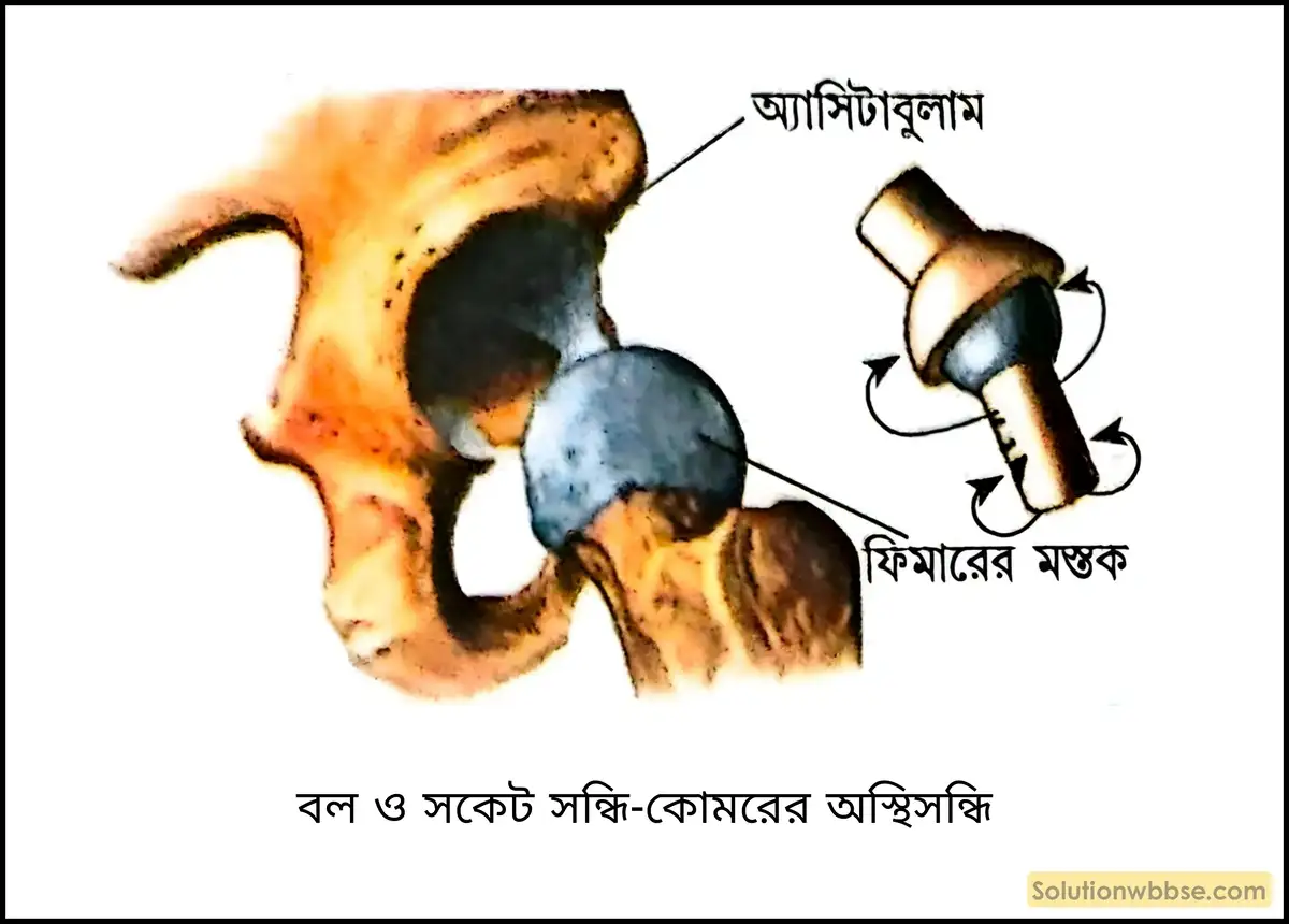 বল ও সকেট সন্ধি-কোমরের অস্থিসন্ধি
