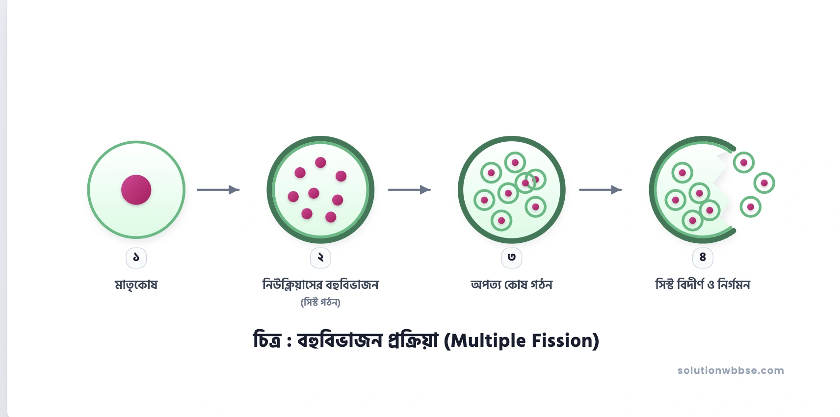 বহুবিভাজন