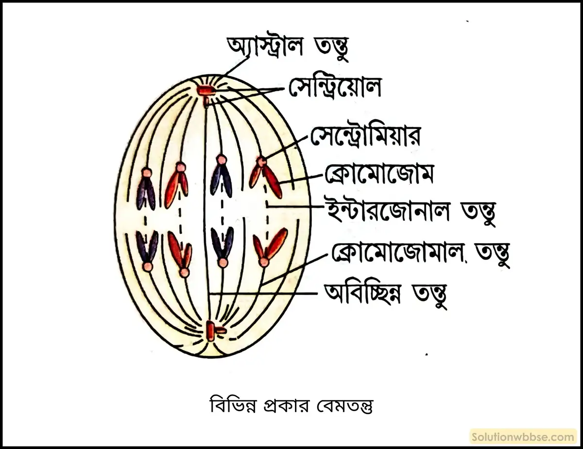 বিভিন্ন প্রকার বেমতন্তু