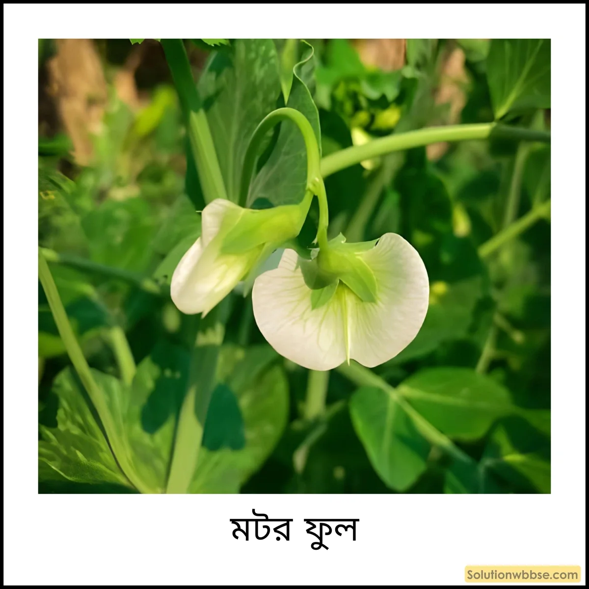 সমাঙ্গ ফুল ও অসমাঙ্গ ফুল কাকে বলে? উদাহরণ দাও। 3 মটর ফুল