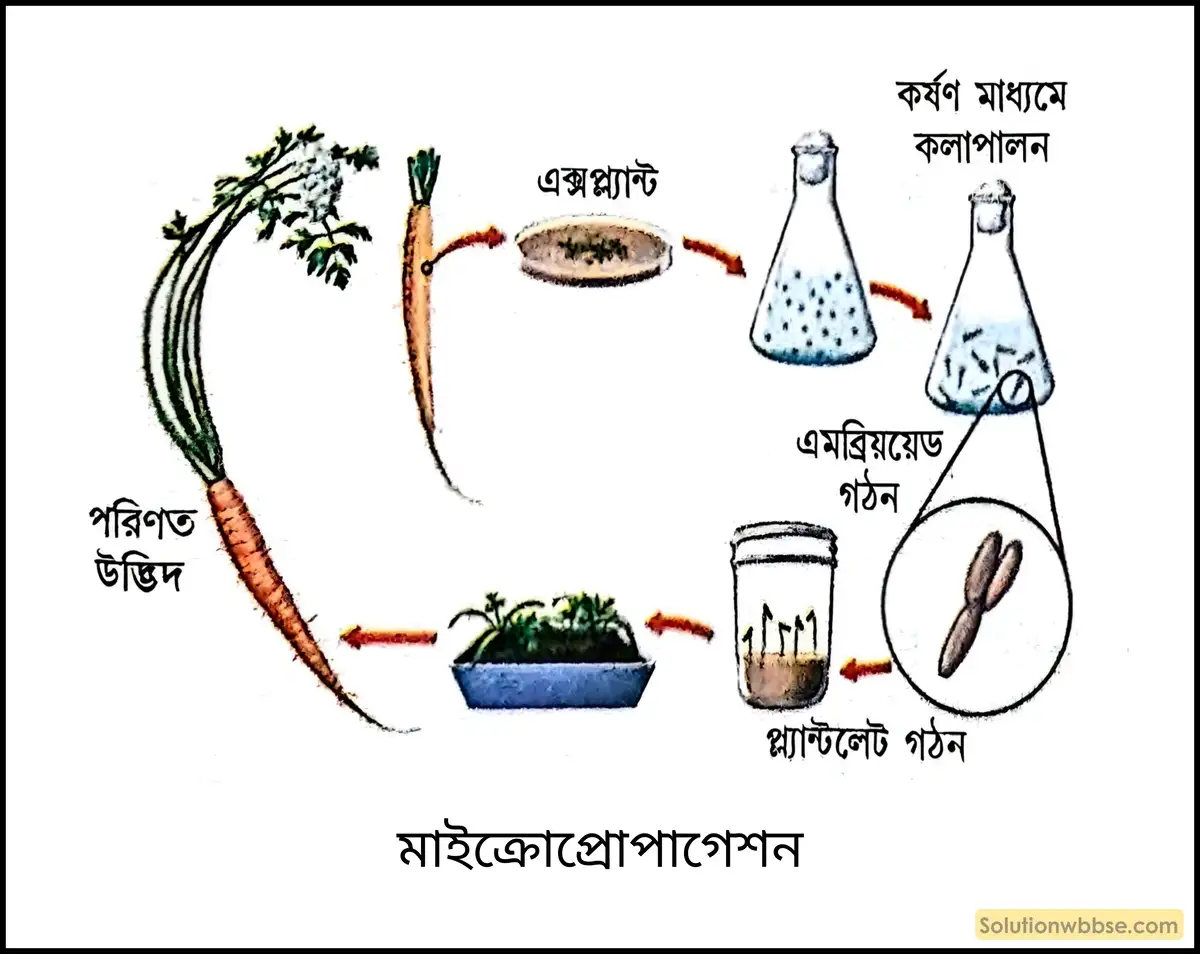 মাইক্রোপ্রোপাগেশন
