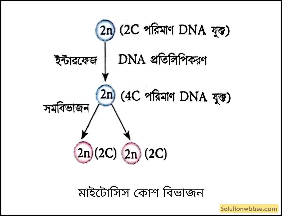 মাইটোসিস কোশ বিভাজন
