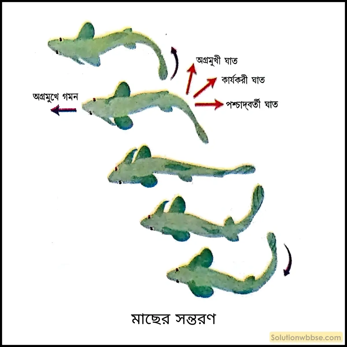 মাছের সন্তরণ