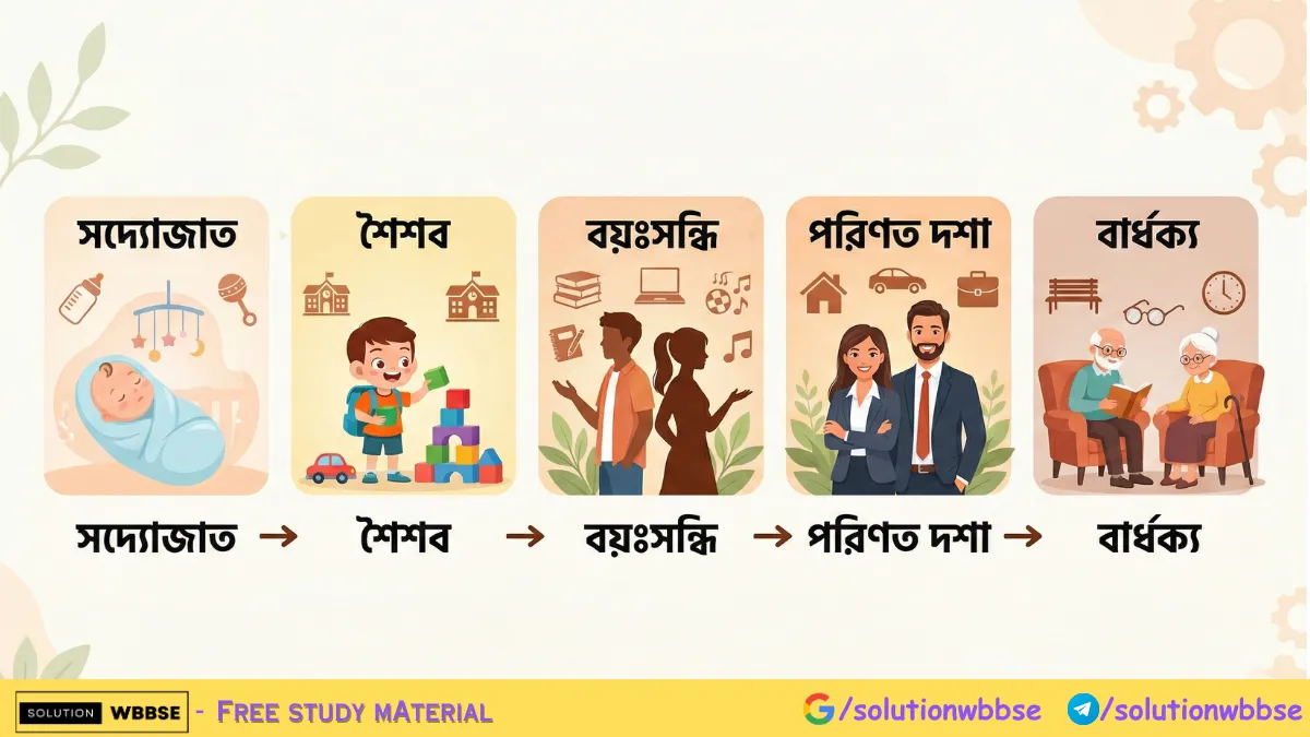 মানব বিকাশের পরিণত দশার বৈশিষ্ট্য - মানব বিকাশের বিভিন্ন দশাগুলির সঠিক ক্রম 2 মানব বিকাশের বিভিন্ন দশা