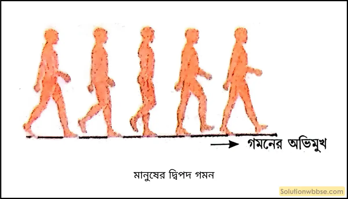 মানুষের দ্বিপদ গমন