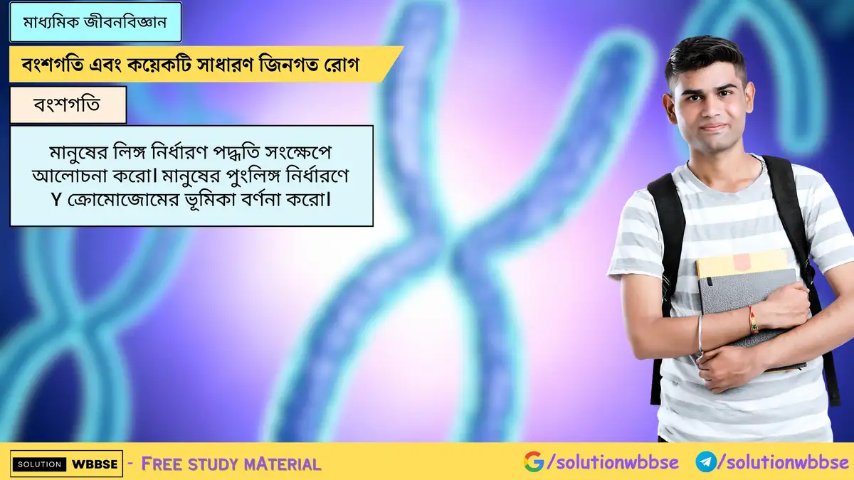 মানুষের লিঙ্গ নির্ধারণ পদ্ধতি সংক্ষেপে আলোচনা করো। মানুষের পুংলিঙ্গ নির্ধারণে Y ক্রোমোজোমের ভূমিকা 1 মানুষের লিঙ্গ নির্ধারণ পদ্ধতি সংক্ষেপে আলোচনা করো। মানুষের পুংলিঙ্গ নির্ধারণে Y ক্রোমোজোমের ভূমিকা বর্ণনা করো।