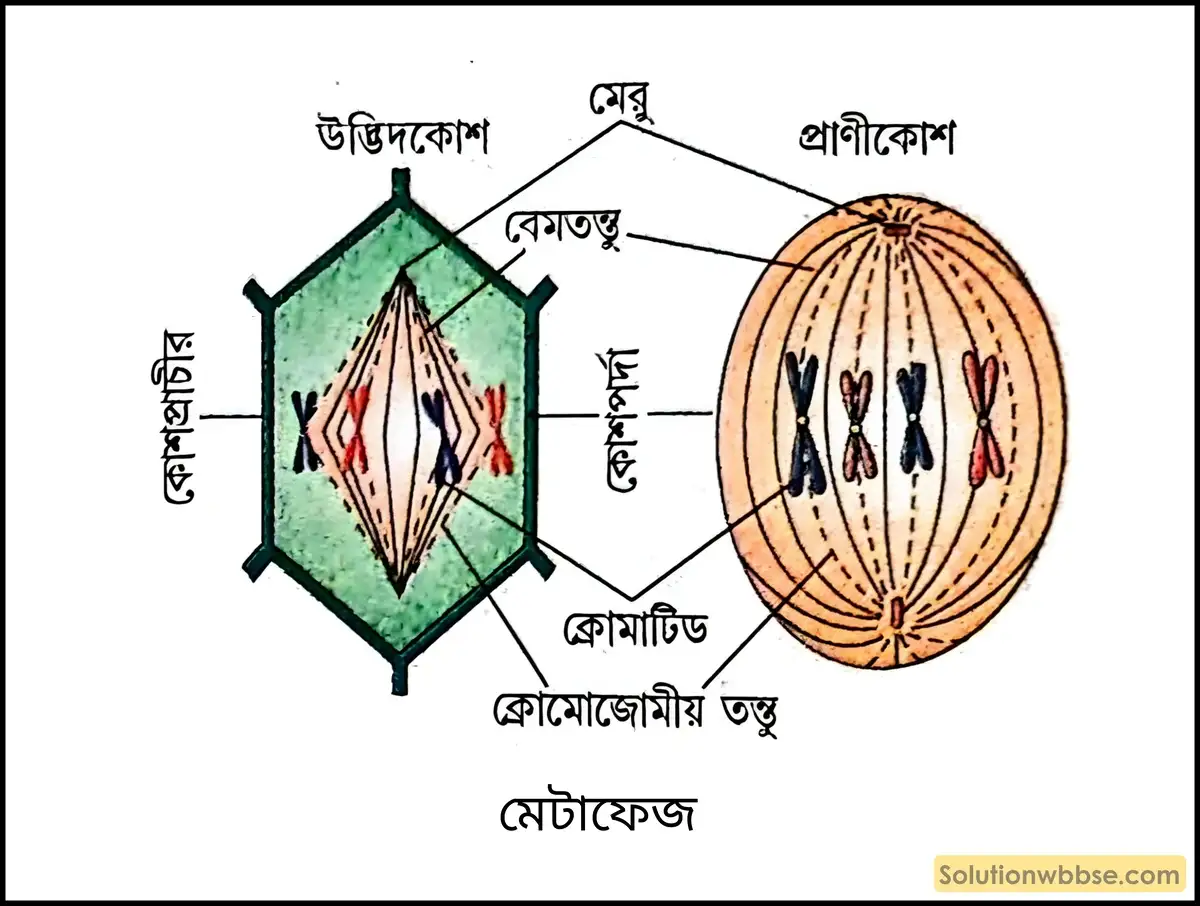 মেটাফেজ