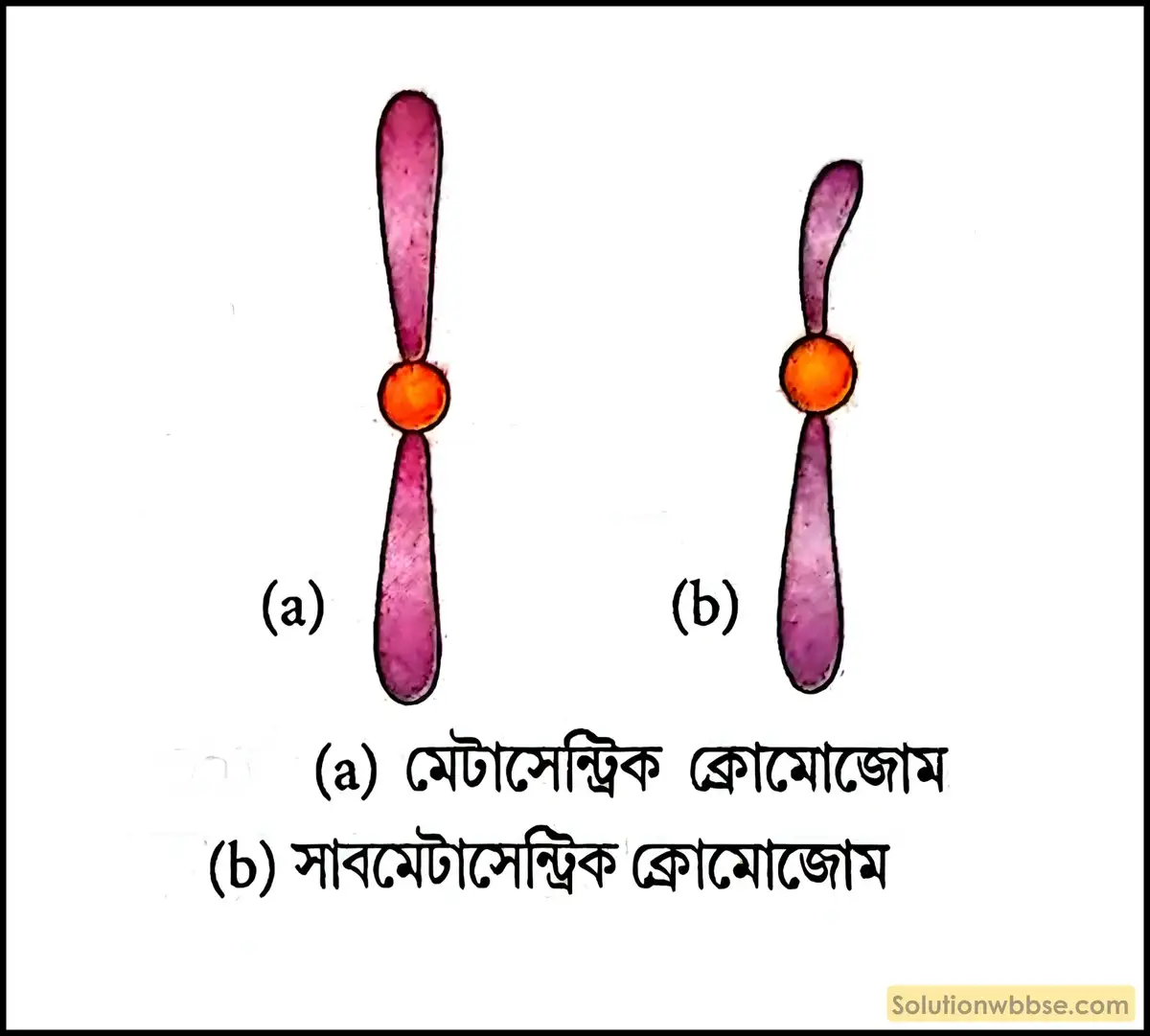 মেটাসেন্ট্রিক এবং সাবমেটাসেন্ট্রিক ক্রোমোজোম