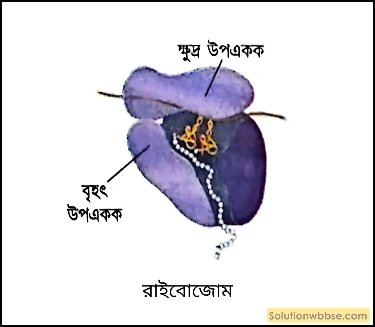 রাইবোজোম
