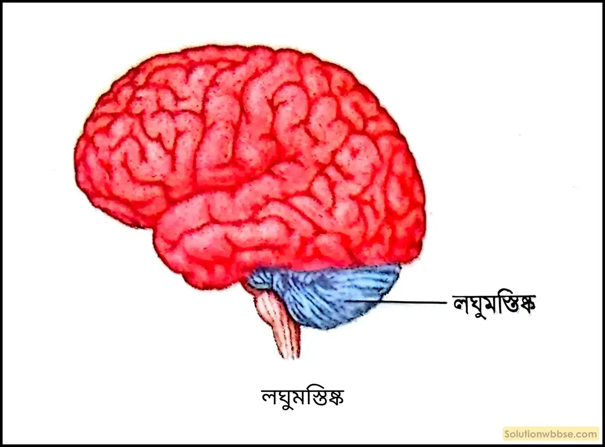 লঘুমস্তিষ্ক
