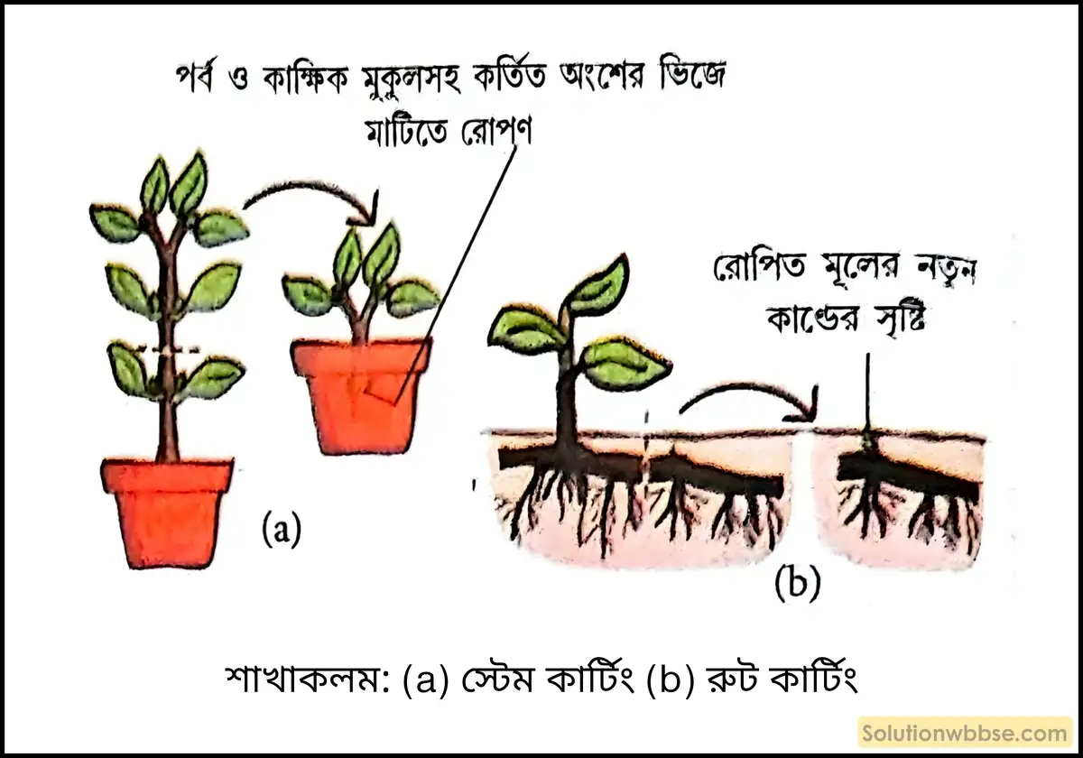 শাখাকলমের সাহায্যে কীভাবে কৃত্রিম অঙ্গজ বংশবিস্তার ঘটানো হয়? 2 শাখাকলম - স্টেম কার্টিং ও রুট কার্টিং