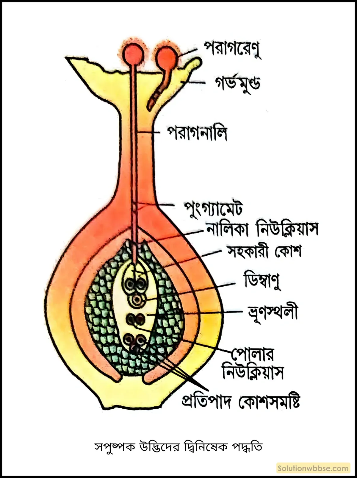 সপুষ্পক উদ্ভিদের দ্বিনিষেক পদ্ধতি