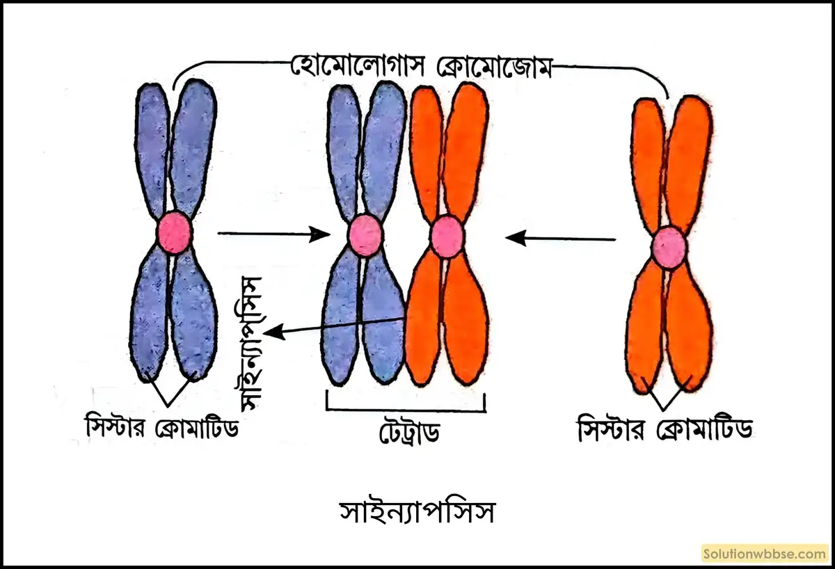 সাইন্যাপসিস