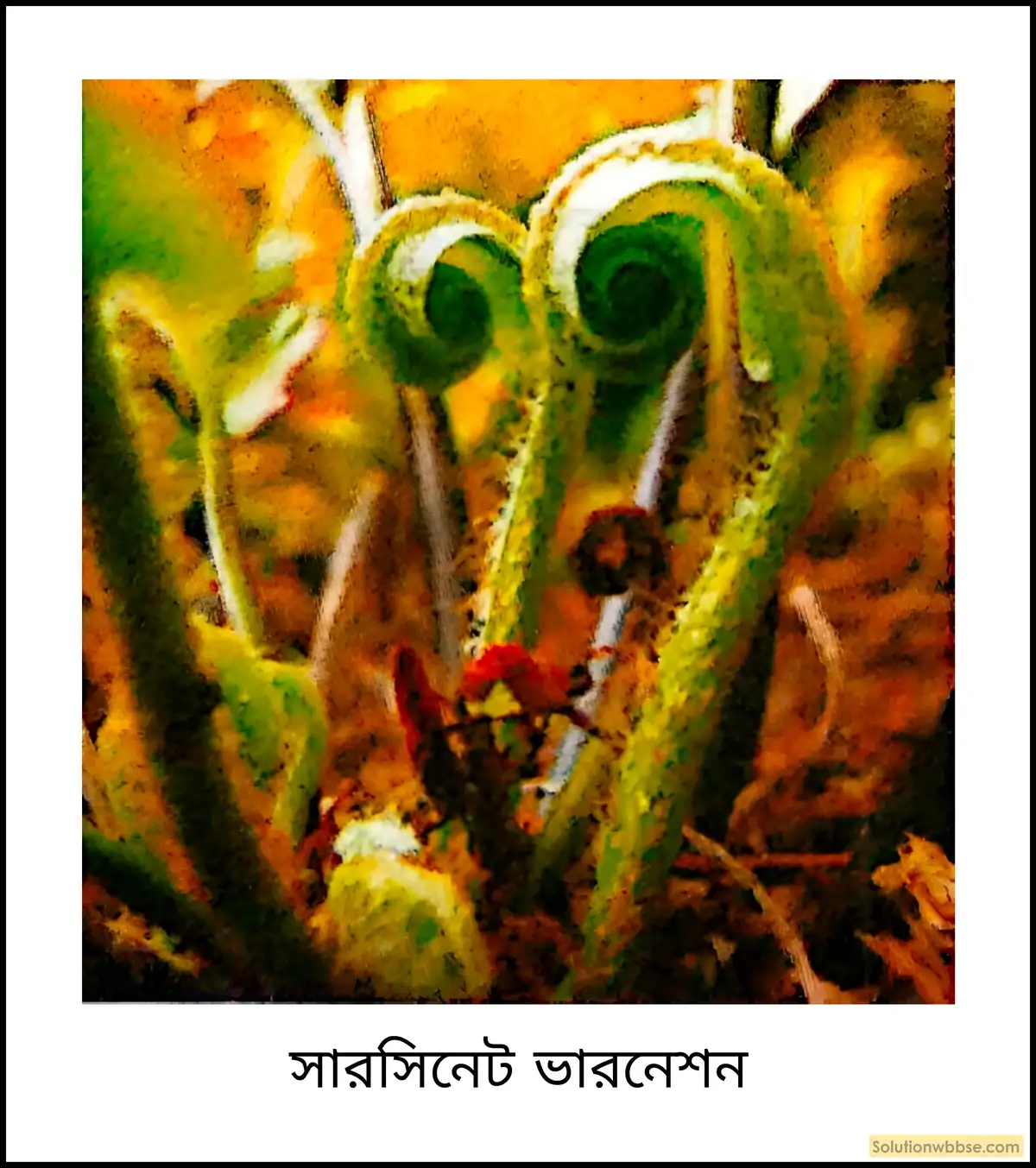 নবম শ্রেণী জীবনবিজ্ঞান - জীবন ও তার বৈচিত্র্য - জীবনের নানা বৈচিত্র্যের শ্রেণিবিন্যাস : ট্যাক্সোনমি - সংক্ষিপ্ত প্রশ্ন ও উত্তর 5 সারসিনেট ভারনেশন