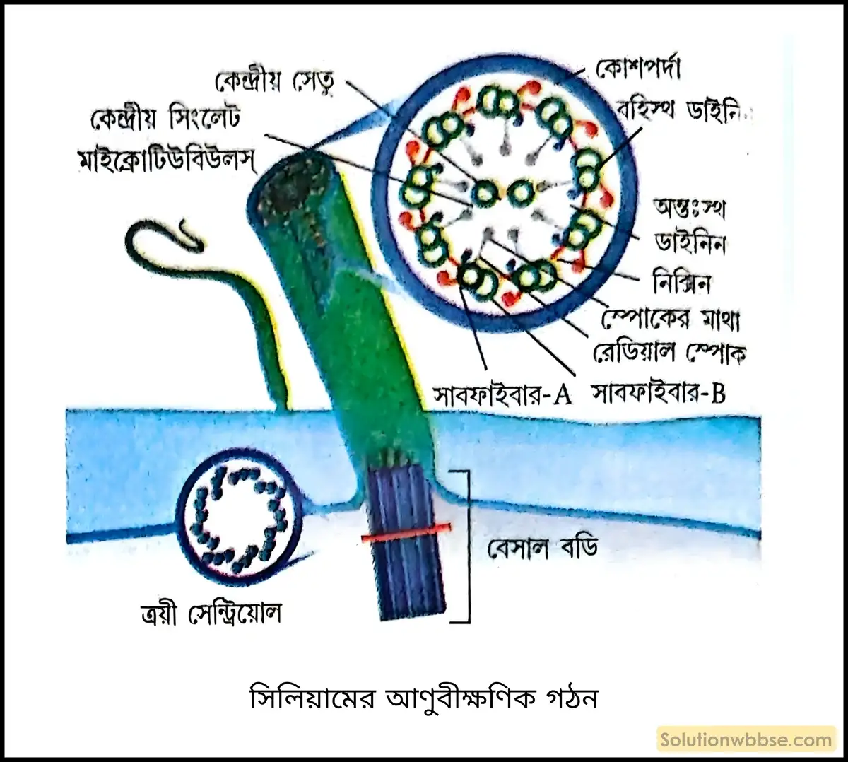 সিলিয়ামের আণুবীক্ষণিক গঠন