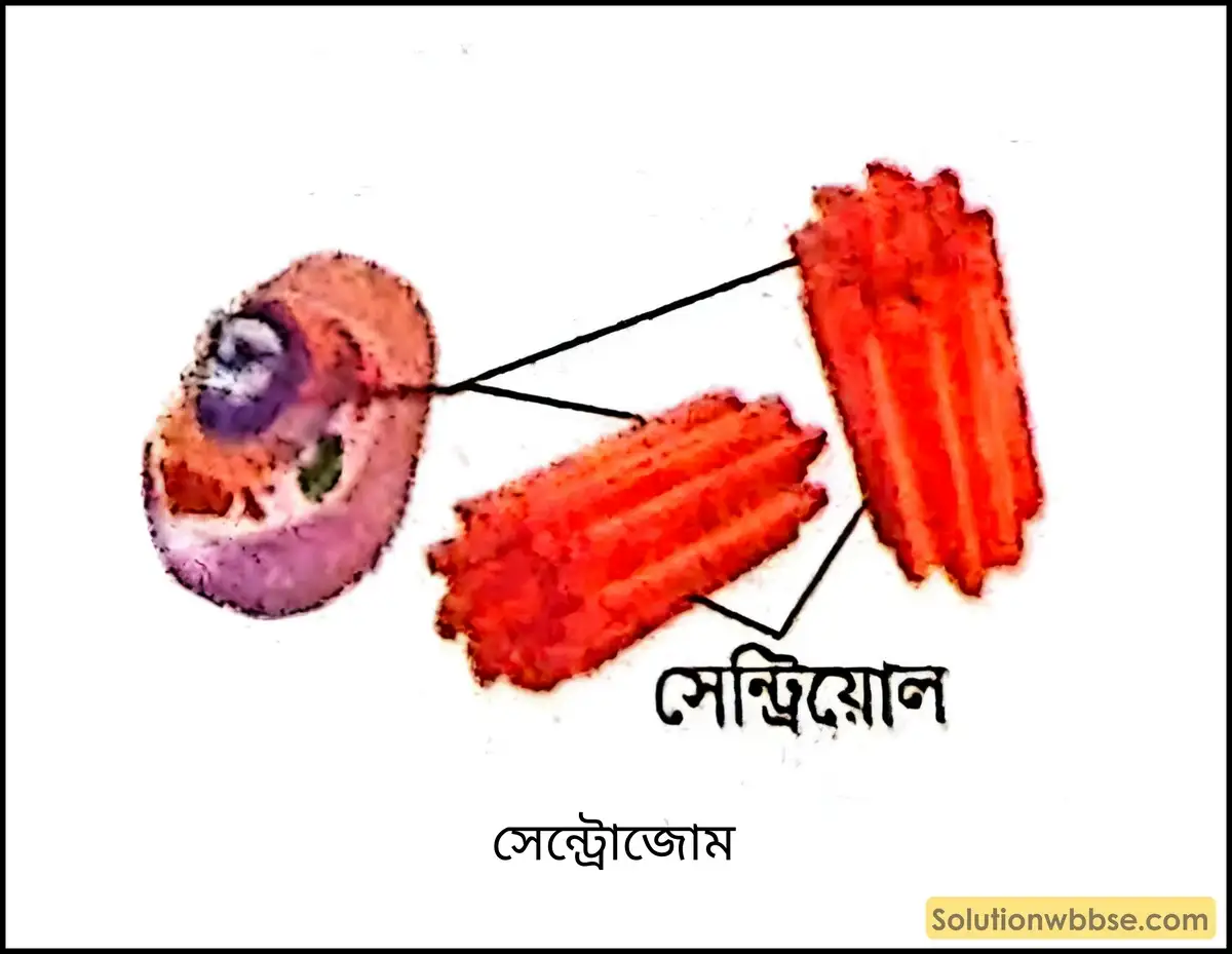 সেন্ট্রোজোম