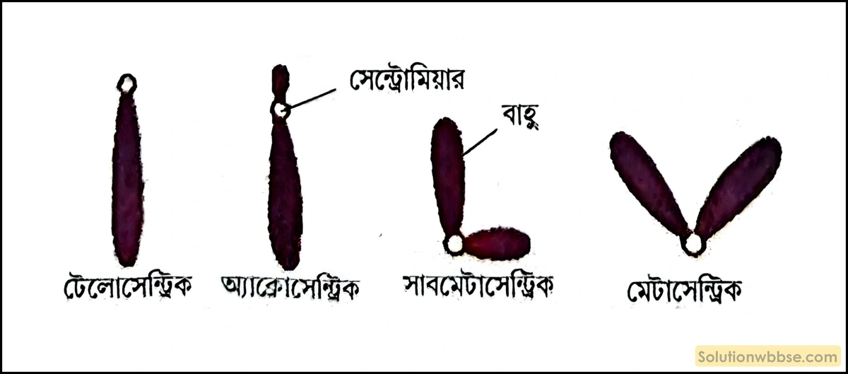 সেন্ট্রোমিয়ারের অবস্থান অনুযায়ী ক্রোমোজোমের প্রকারভেদগুলি চিত্রসহ বর্ণনা করো। 2 সেন্ট্রোমিয়ারের অবস্থান অনুযায়ী ক্রোমোজোমের প্রকারভেদ