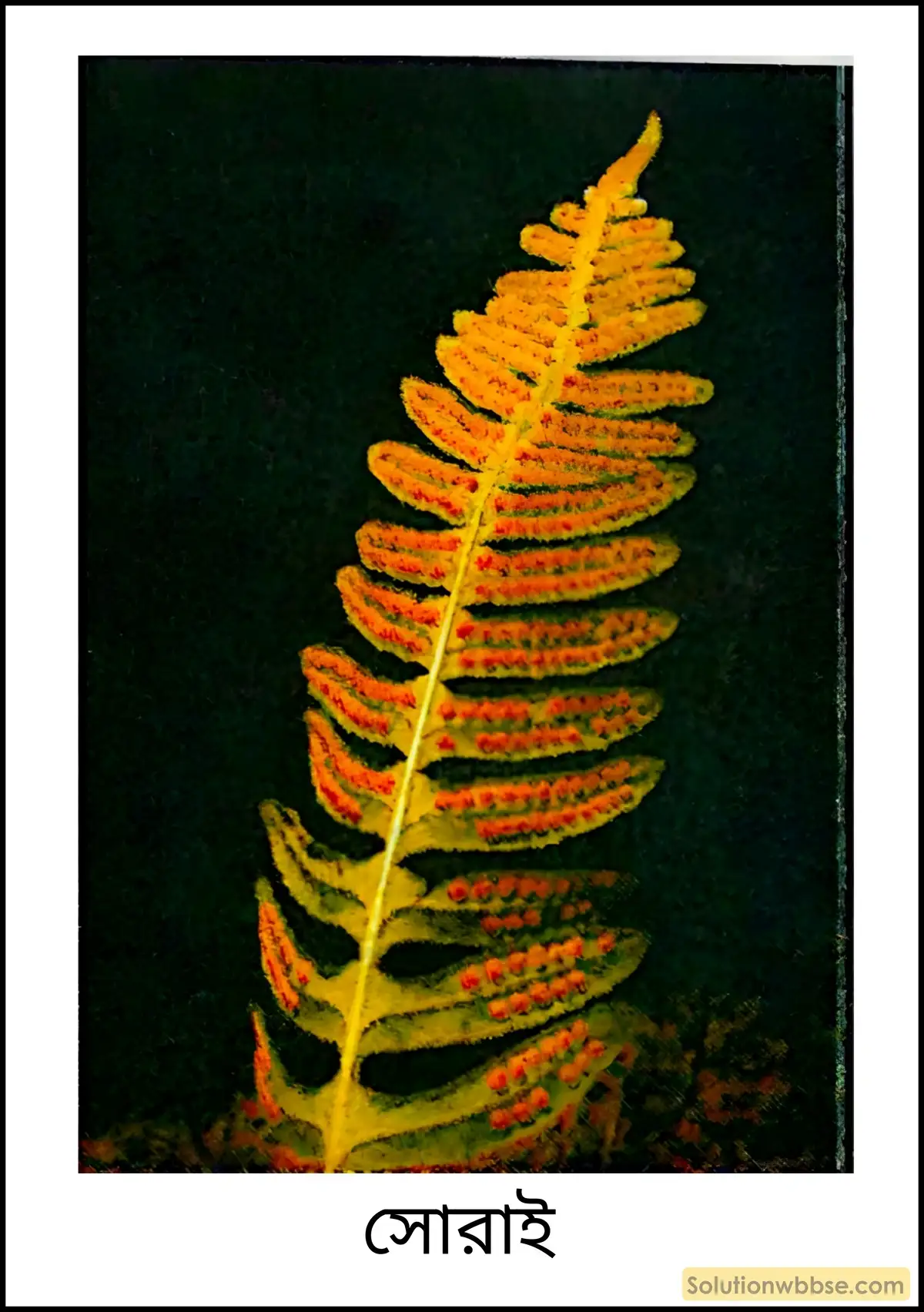 নবম শ্রেণী জীবনবিজ্ঞান - জীবন ও তার বৈচিত্র্য - জীবনের নানা বৈচিত্র্যের শ্রেণিবিন্যাস : ট্যাক্সোনমি - সংক্ষিপ্ত প্রশ্ন ও উত্তর 6 সোরাই