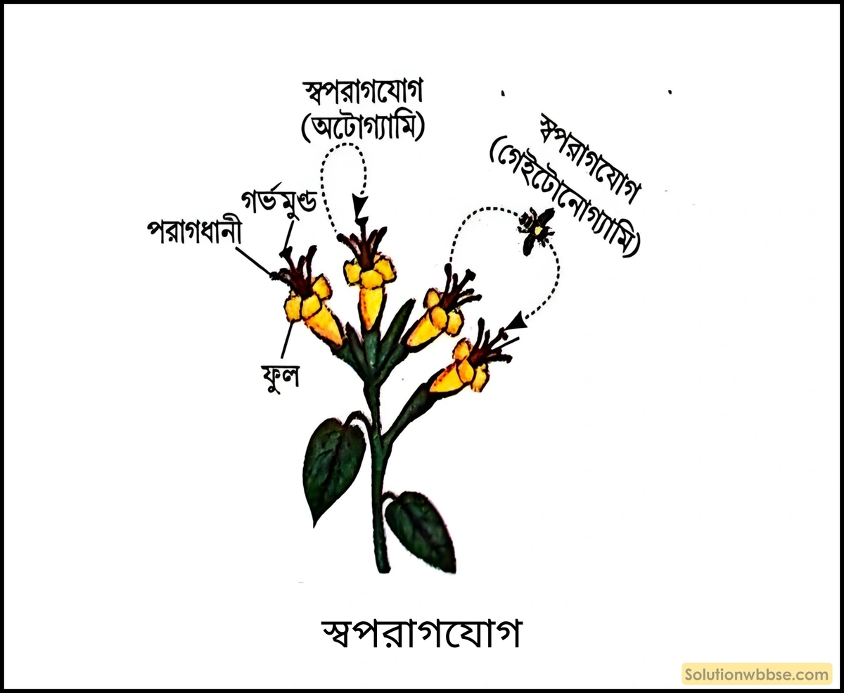 স্বপরাগযোগ