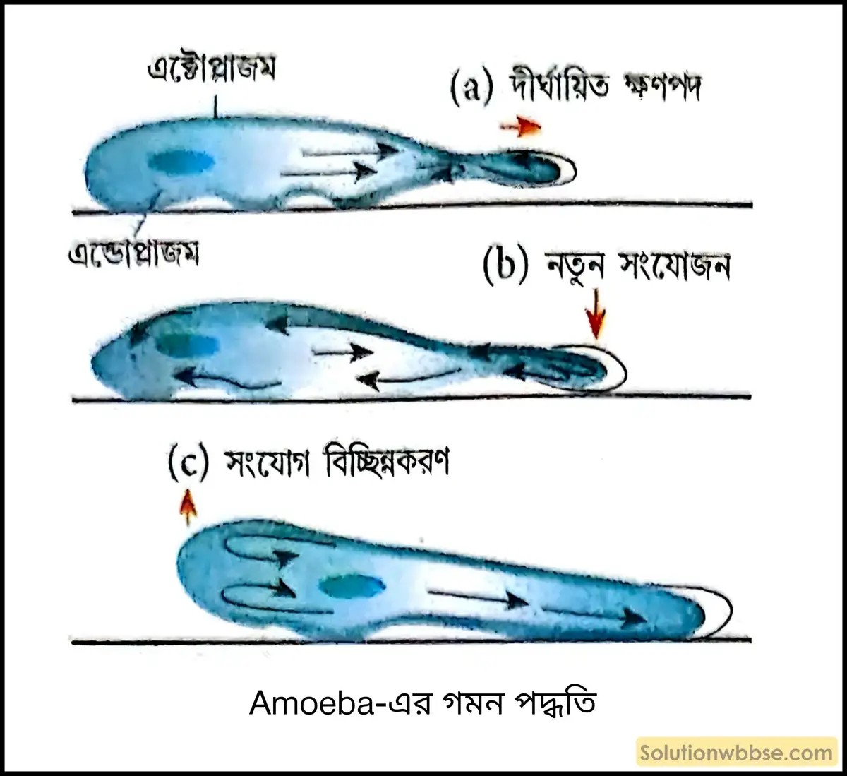 Amoeba-এর গমন পদ্ধতি