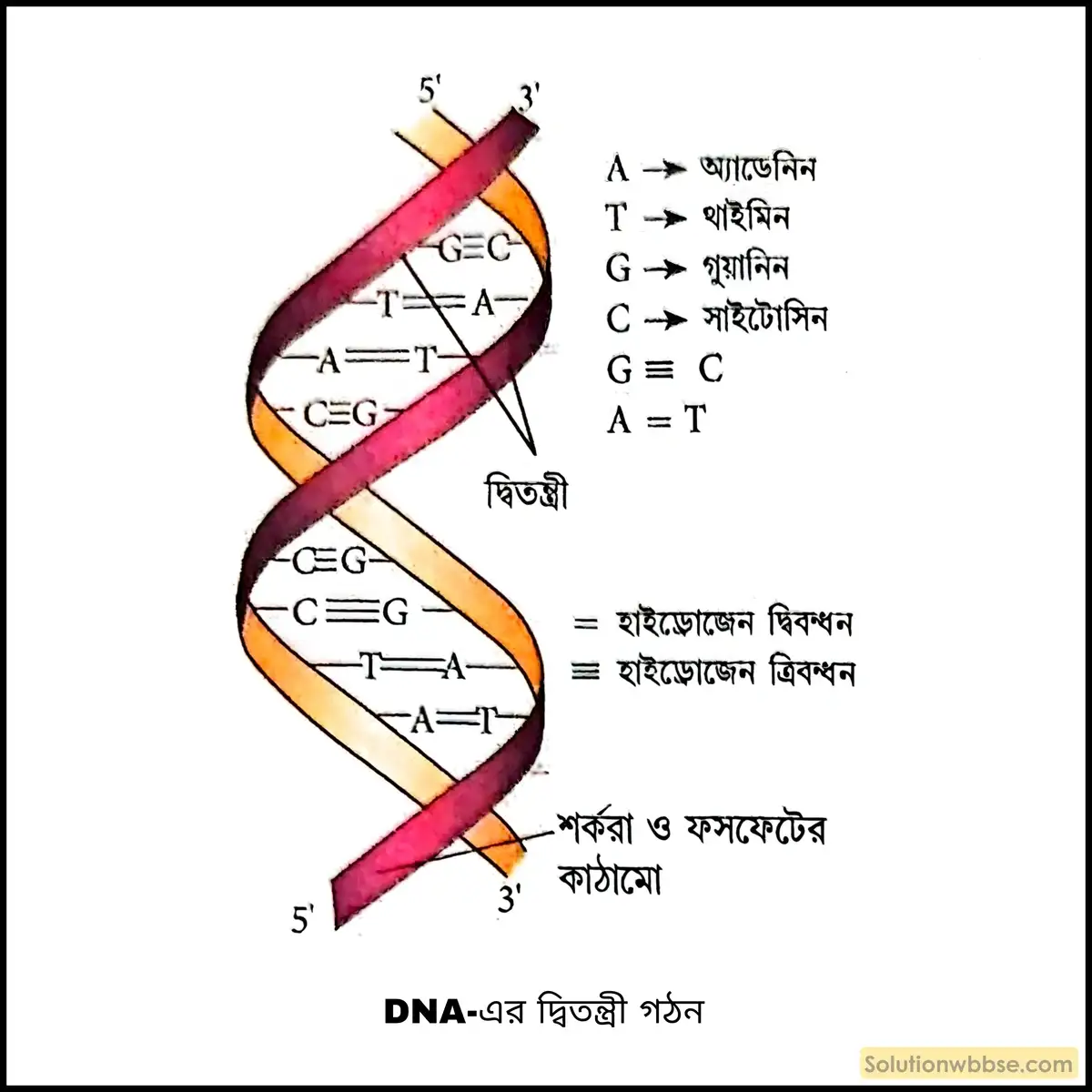 দ্বিতন্ত্রী DNA -এর মডেল চিত্র ব্যাখ্যা করো। 2 DNA-এর দ্বিতন্ত্রী গঠন