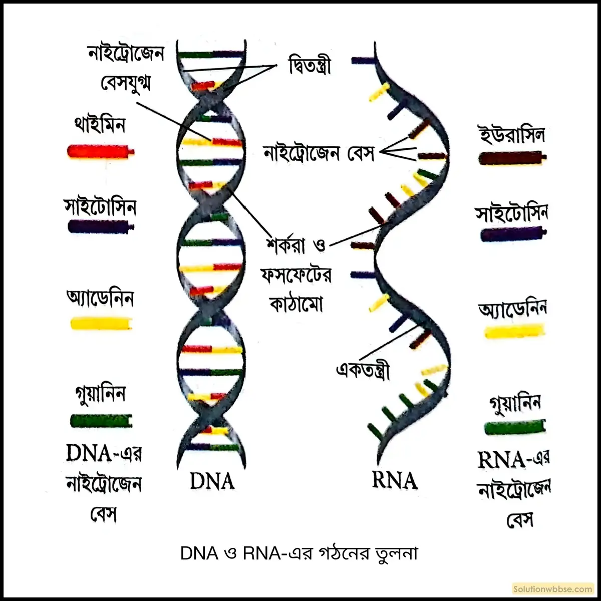 ক্রোমোজোমের রাসায়নিক উপাদানগুলি সম্পর্কে সংক্ষেপে লেখো। 2 DNA ও RNA-এর গঠনের তুলনা