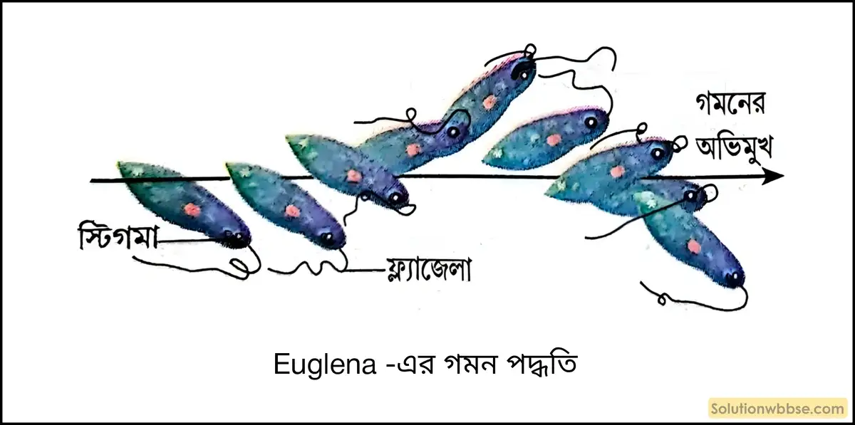 Euglena-এর গমন পদ্ধতি