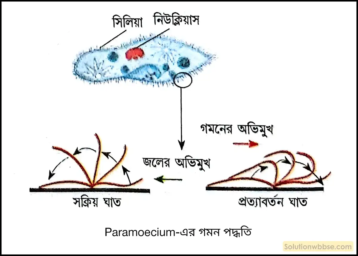 Paramoecium-এর গমন পদ্ধতি