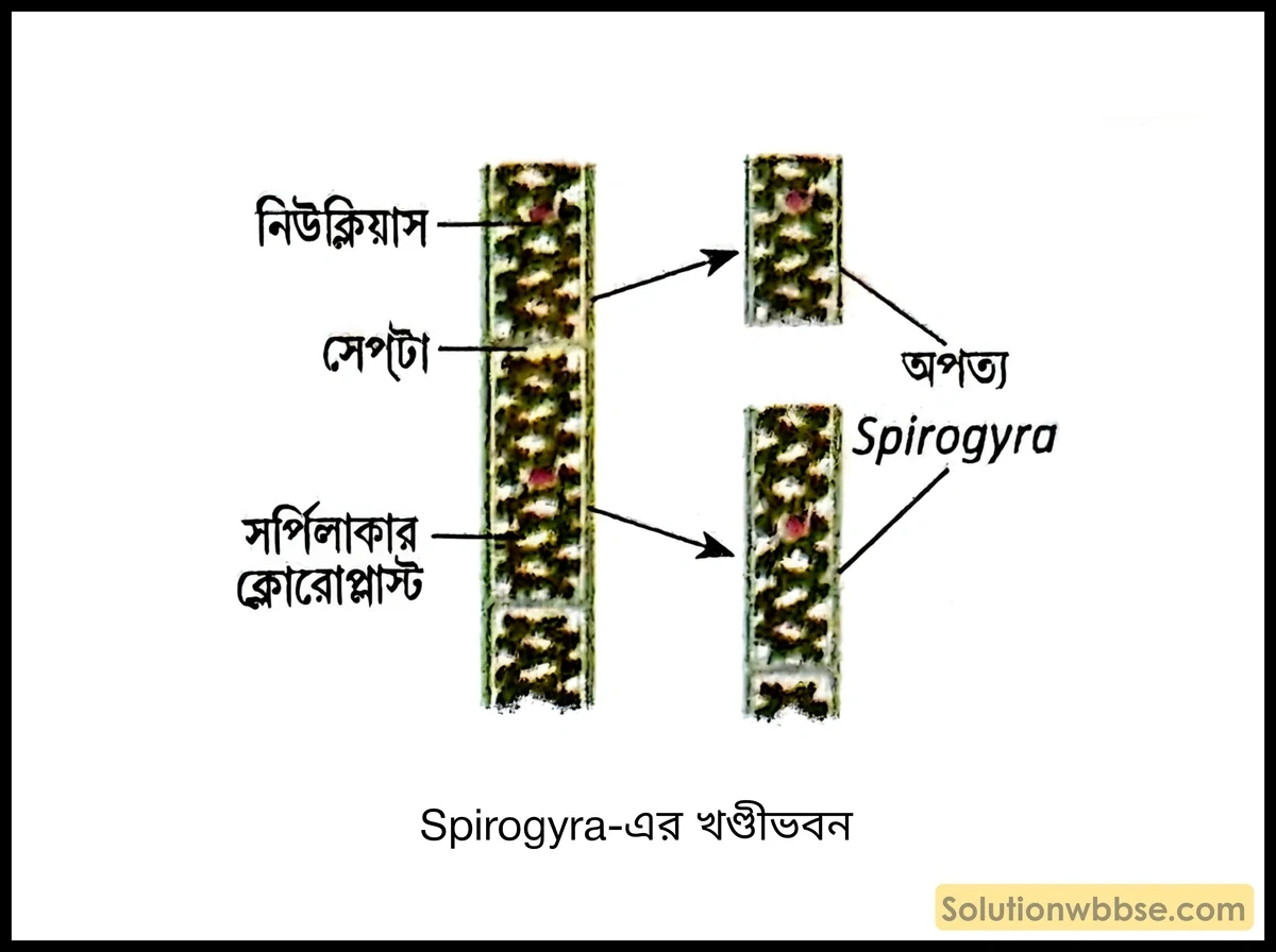 Spirogyra-এর খণ্ডীভবন