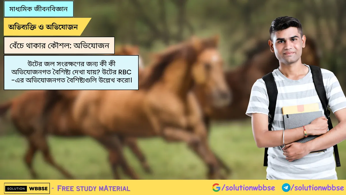 উটের জল সংরক্ষণের জন্য কী কী অভিযোজনগত বৈশিষ্ট্য দেখা যায়? উটের RBC -এর অভিযোজনগত বৈশিষ্ট্যগুলি উল্লেখ করো।