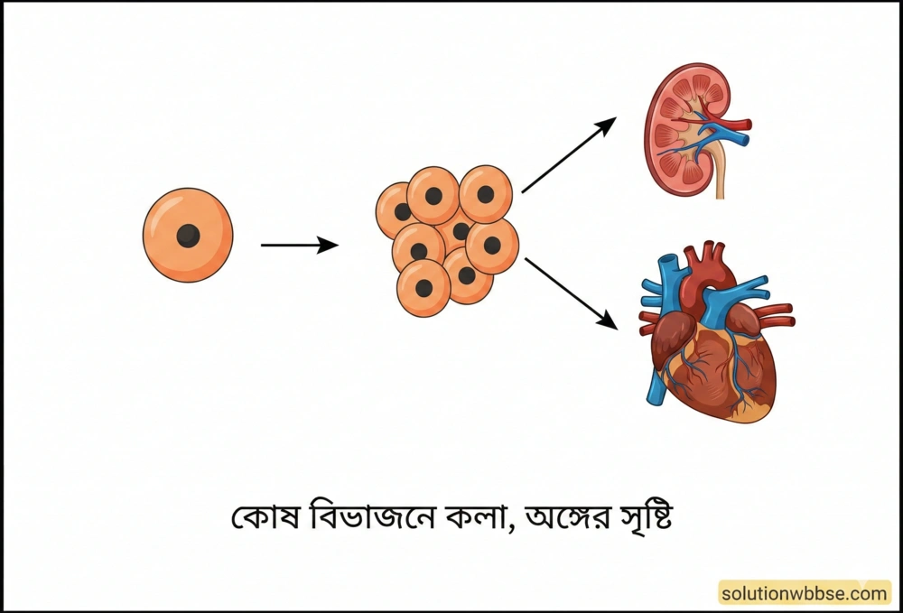 কোশীয় বিভেদন