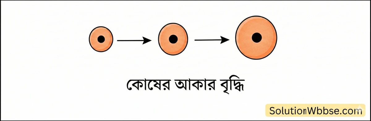 কোশের আকার বৃদ্ধি