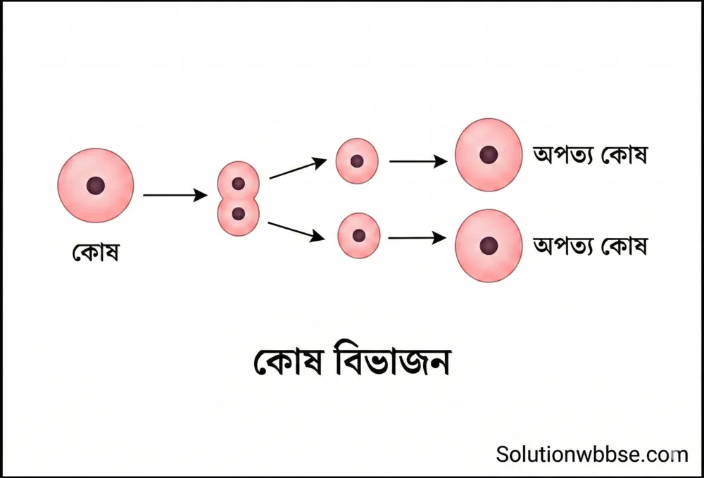 কোশ বিভাজন