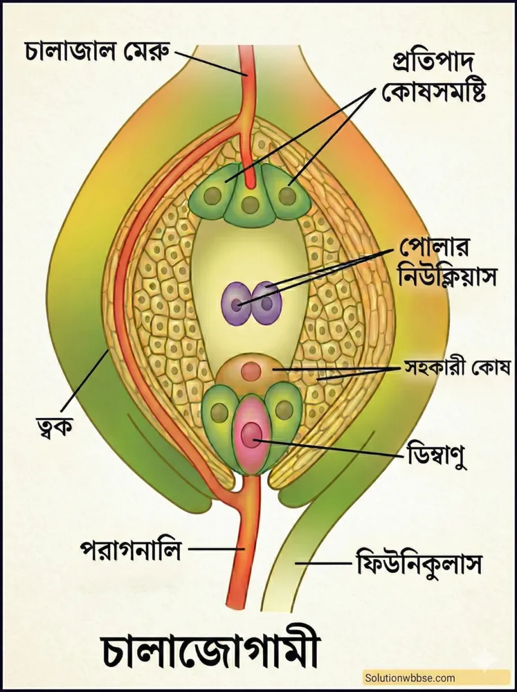 নিষেক বলতে কী বোঝায়? নিষেকের প্রকারভেদ 4 চ্যালাজোগ্যামি
