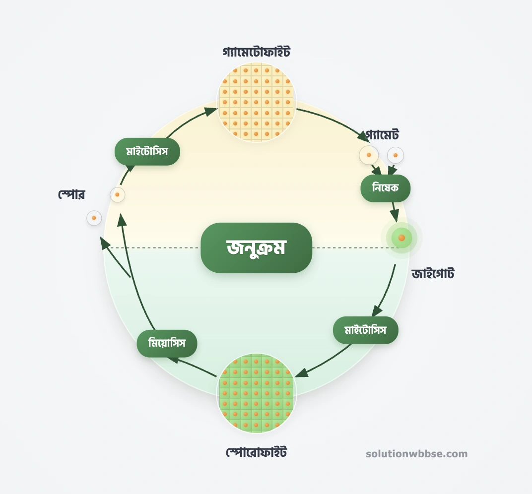 জনুক্রমের বৈশিষ্ট্য ও প্রকারভেদ