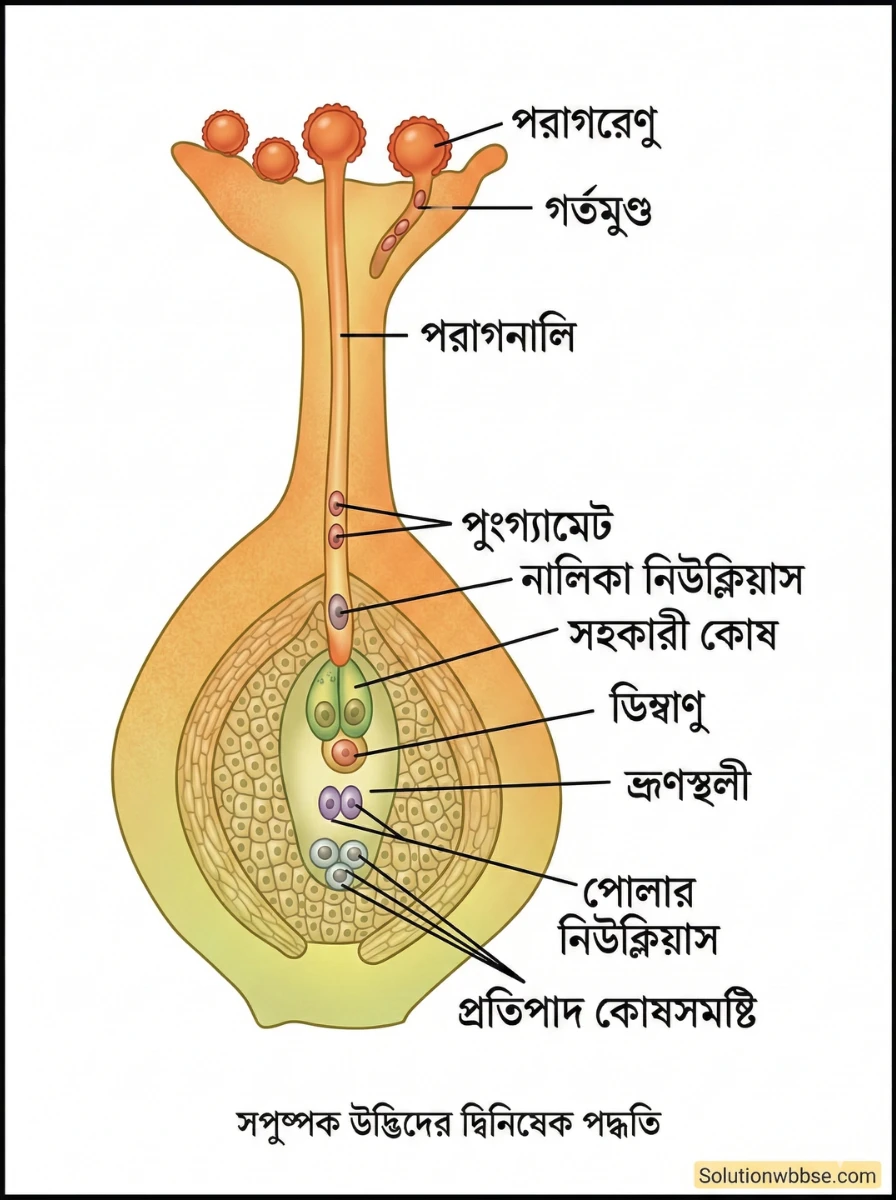 নিষেক ও দ্বিনিষেক কী? নিষেক ও দ্বিনিষেক -এর মধ্যে পার্থক্য 1 দ্বিনিষেক