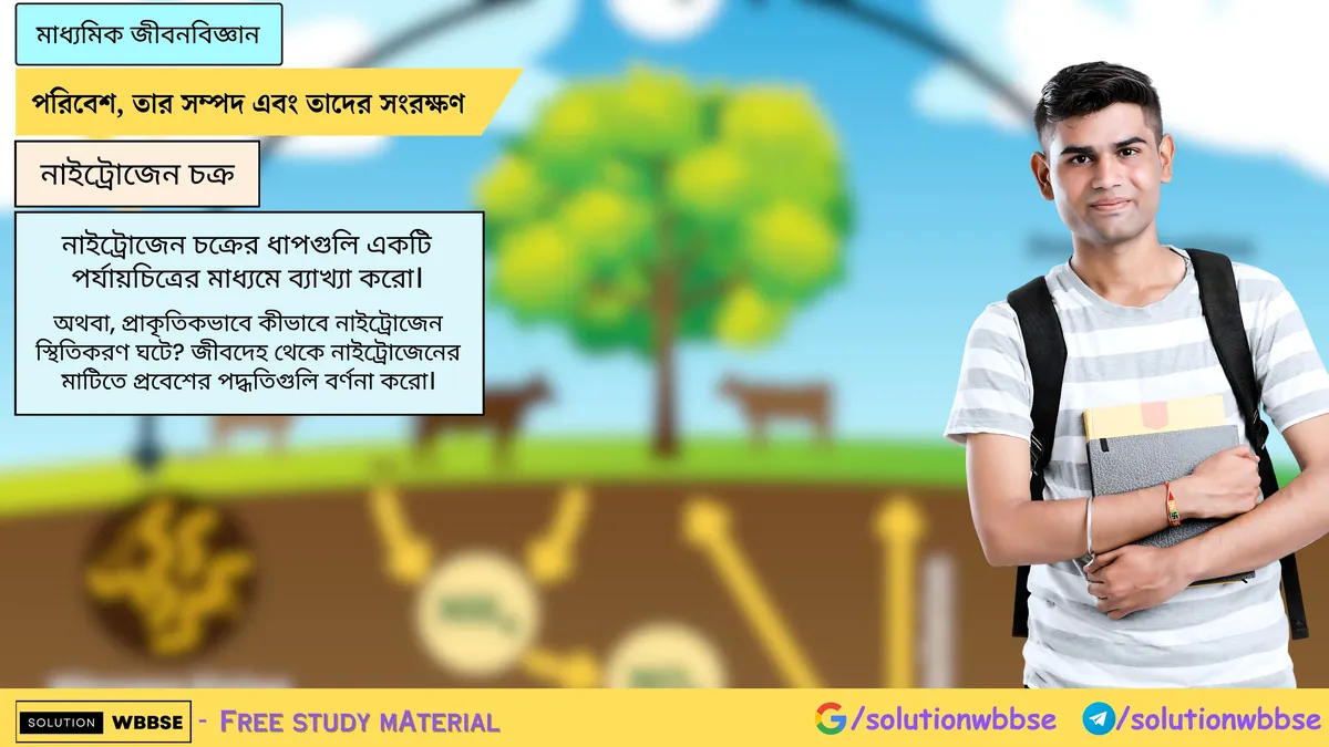 নাইট্রোজেন চক্রের ধাপগুলি একটি পর্যায়চিত্রের মাধ্যমে ব্যাখ্যা করো।