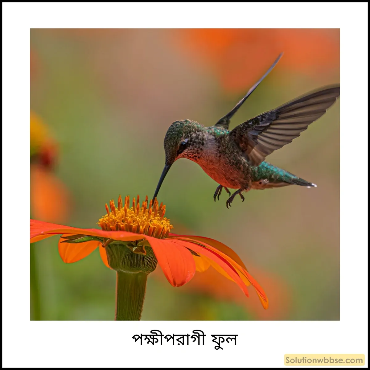 পতঙ্গপরাগী এবং পক্ষীপরাগী ফুলের বৈশিষ্ট্য 3 পক্ষীপরাগী ফুল