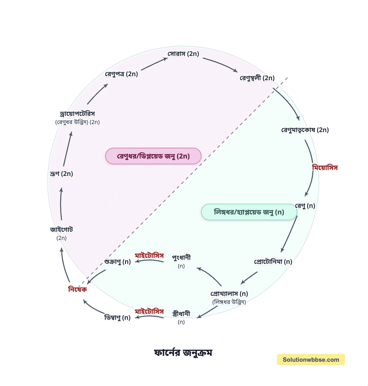 জনুক্রম কাকে বলে? ফার্নের জনুক্রম একটি শব্দচিত্রের মাধ্যমে লেখো। 2 ফার্নের জনুক্রম