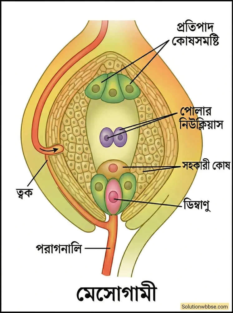 নিষেক বলতে কী বোঝায়? নিষেকের প্রকারভেদ 3 মেসোগ্যামি