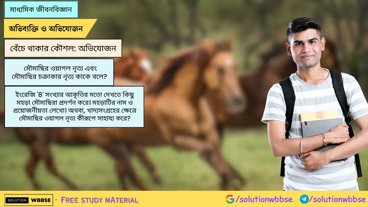 মৌমাছির ওয়াগল নৃত্য এবং মৌমাছির চক্রাকার নৃত্য কাকে বলে? ইংরেজি '8' সংখ্যার আকৃতির মতো দেখতে কিছু মহড়া মৌমাছিরা প্রদর্শন করে। মহড়াটির নাম ও প্রয়োজনীয়তা লেখো।