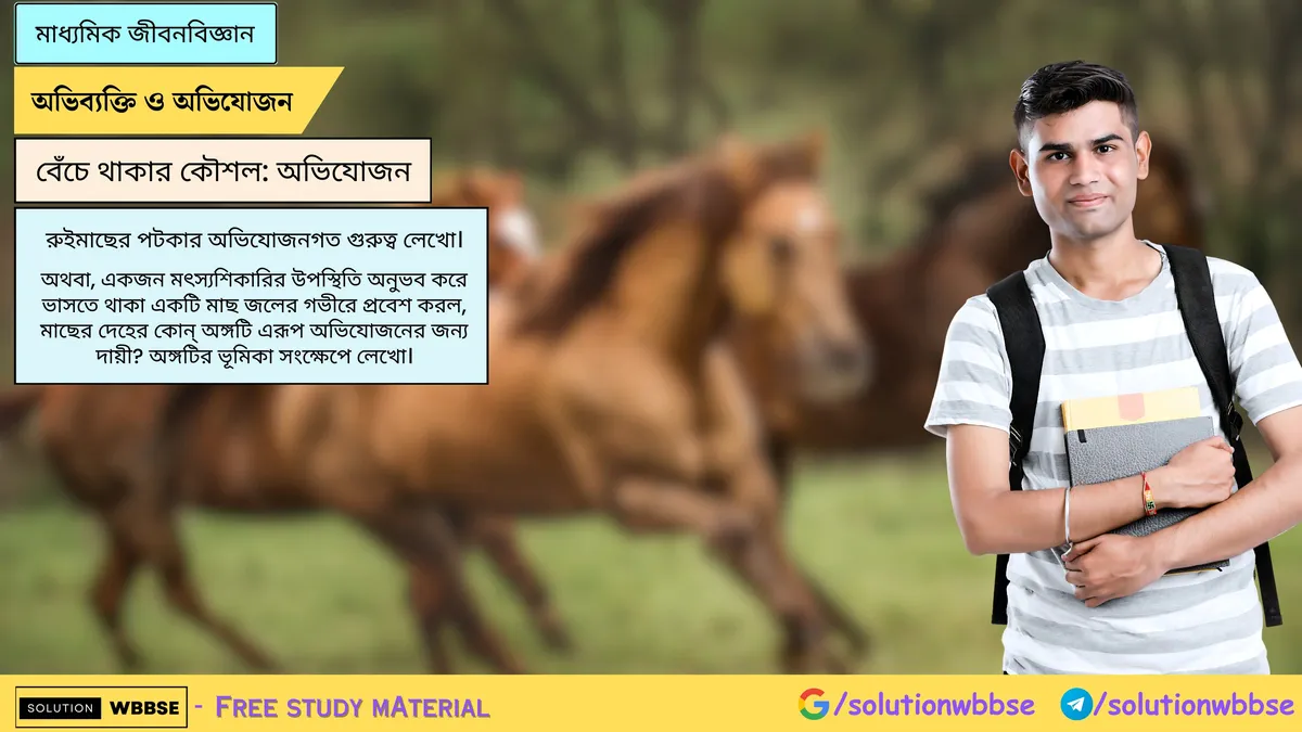 রুইমাছের পটকার অভিযোজনগত গুরুত্ব লেখো।