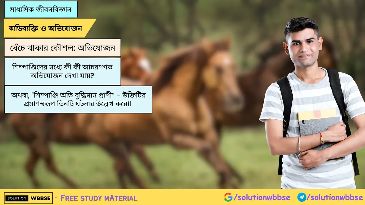 শিম্পাঞ্জিদের মধ্যে কী কী আচরণগত অভিযোজন দেখা যায়?