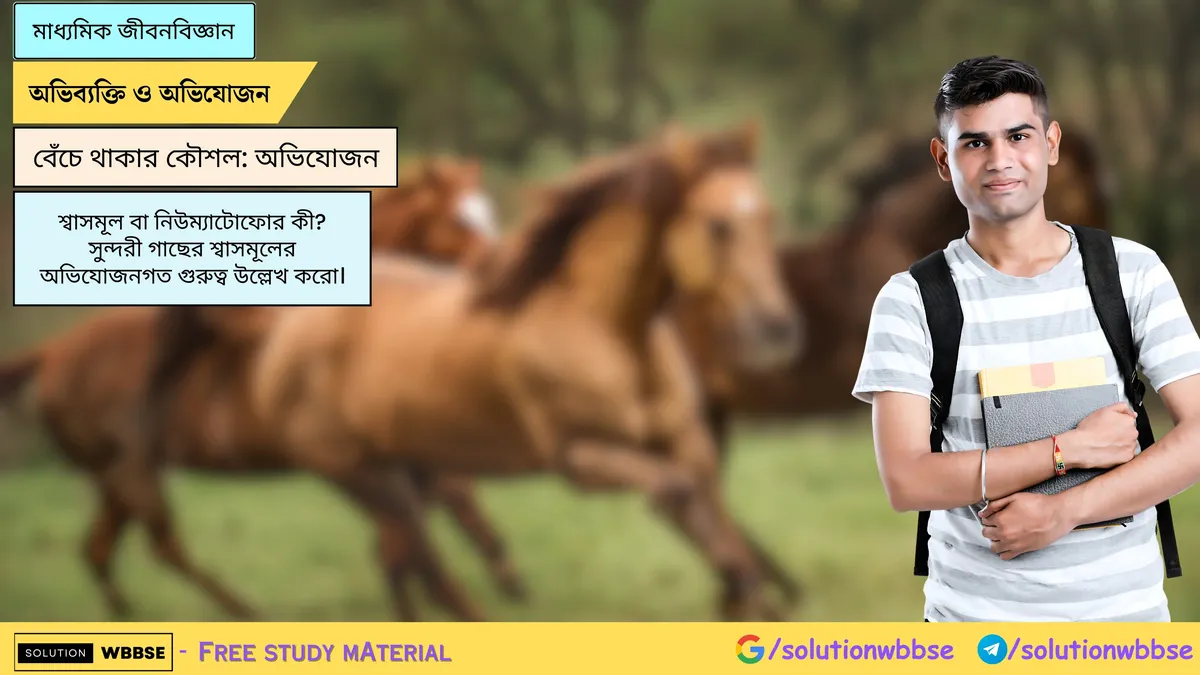 শ্বাসমূল বা নিউম্যাটোফোর কী? সুন্দরী গাছের শ্বাসমূলের অভিযোজনগত গুরুত্ব উল্লেখ করো।