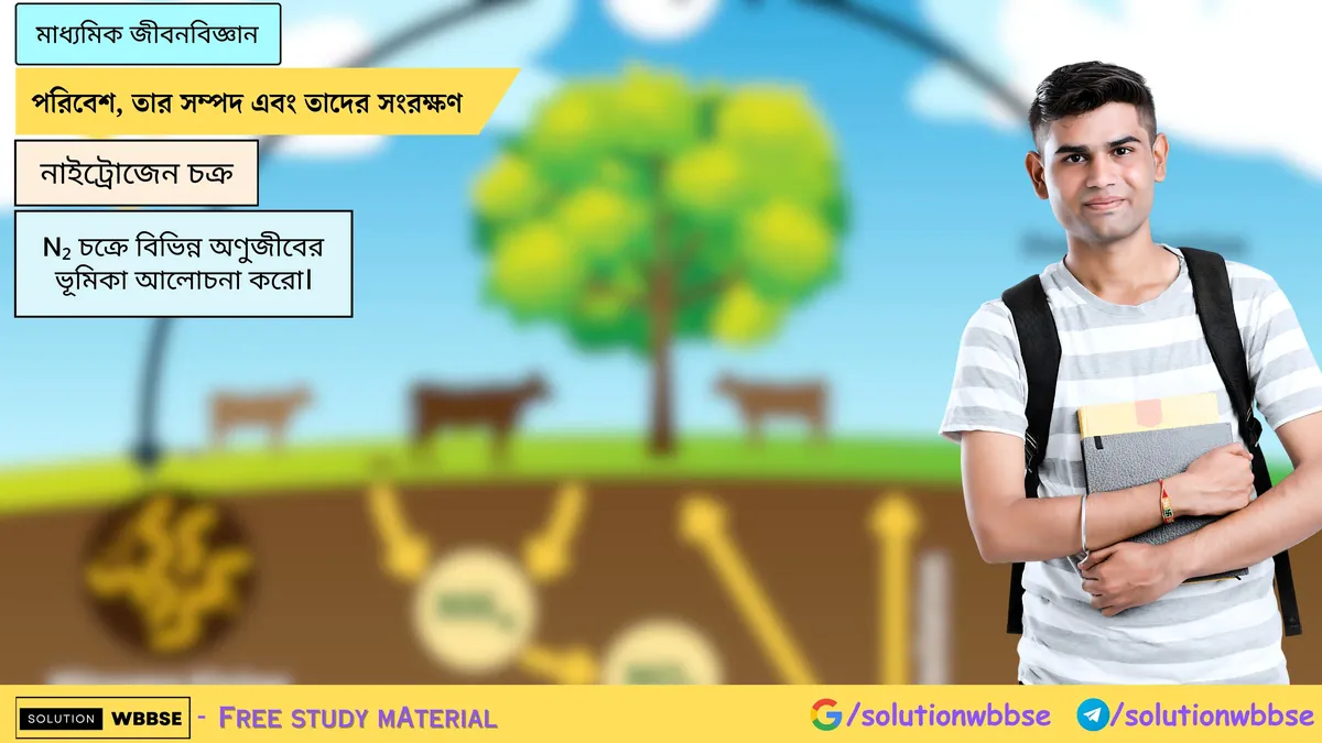 N₂ চক্রে বিভিন্ন অণুজীবের ভূমিকা আলোচনা করো।