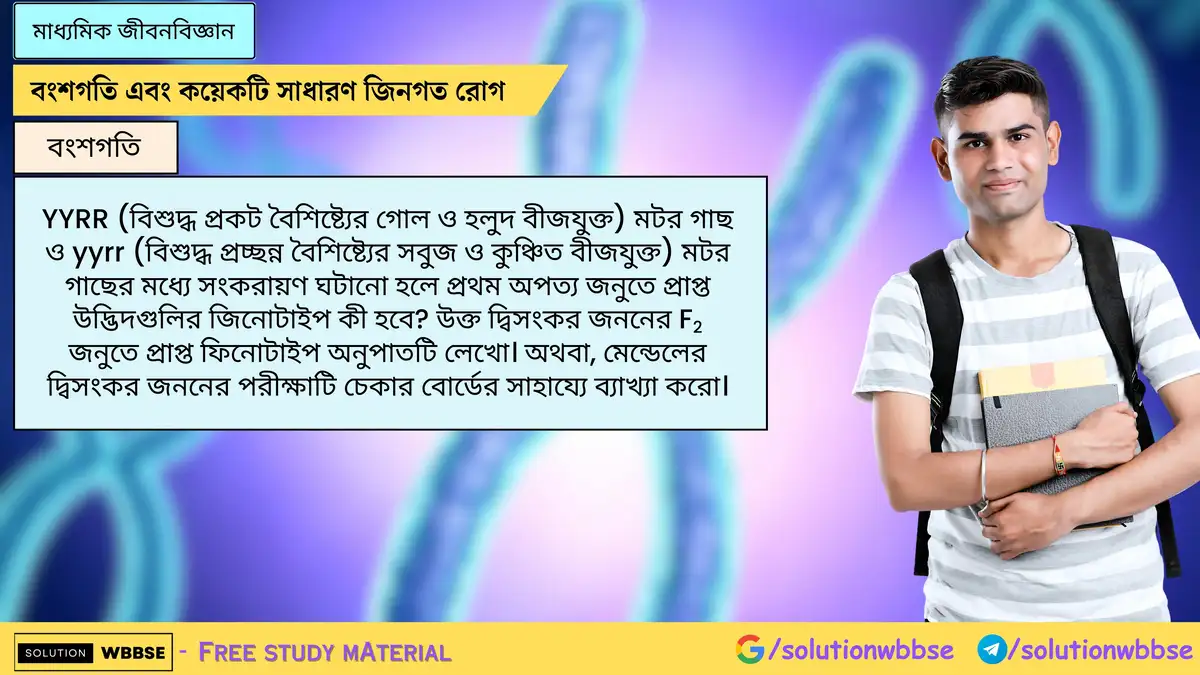 YYRR (বিশুদ্ধ প্রকট বৈশিষ্ট্যের গোল ও হলুদ বীজযুক্ত) মটর গাছ ও yyrr (বিশুদ্ধ প্রচ্ছন্ন বৈশিষ্ট্যের সবুজ ও কুঞ্চিত বীজযুক্ত) মটর গাছের মধ্যে সংকরায়ণ ঘটানো হলে প্রথম অপত্য জনুতে প্রাপ্ত উদ্ভিদগুলির জিনোটাইপ কী হবে? উক্ত দ্বিসংকর জননের F2 জনুতে প্রাপ্ত ফিনোটাইপ অনুপাতটি লেখো। অথবা, মেন্ডেলের দ্বিসংকর জননের পরীক্ষাটি চেকার বোর্ডের সাহায্যে ব্যাখ্যা করো।