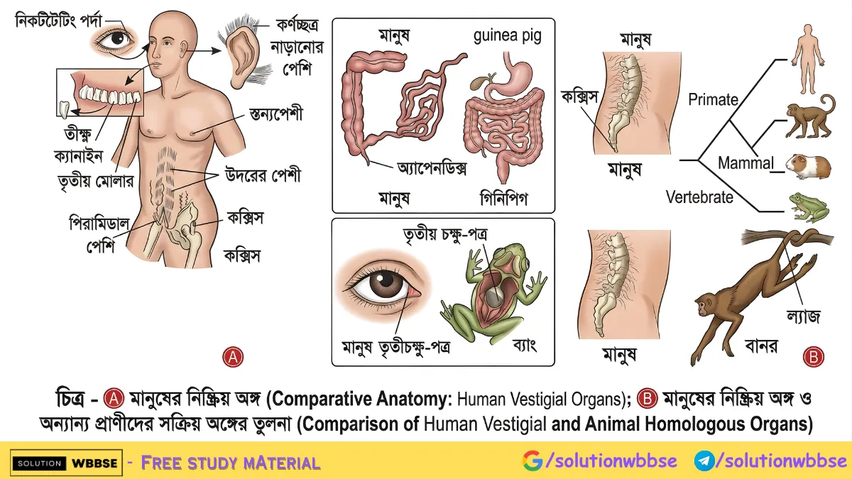লুপ্তপ্রায় অঙ্গ বিবর্তনে কীভাবে সাহায্য করে? | মাধ্যমিক জীবনবিজ্ঞান 2 প্রাণী ও উদ্ভিদের লুপ্তপ্রায় বা নিষ্ক্রিয় অঙ্গের বিভিন্ন উদাহরণ