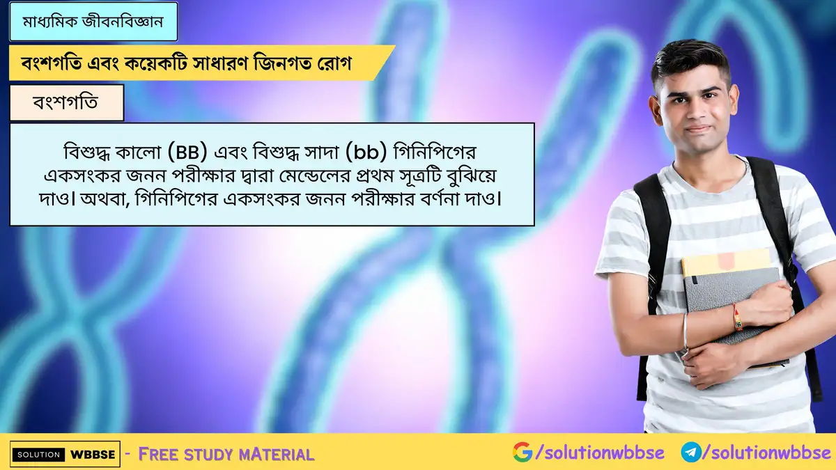 বিশুদ্ধ কালো (BB) এবং বিশুদ্ধ সাদা (bb) গিনিপিগের একসংকর জনন পরীক্ষার দ্বারা মেন্ডেলের প্রথম সূত্রটি বুঝিয়ে দাও। অথবা, গিনিপিগের একসংকর জনন পরীক্ষার বর্ণনা দাও।